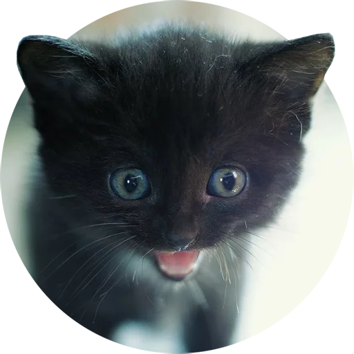 Telegram stiker «Kittens» 😺
