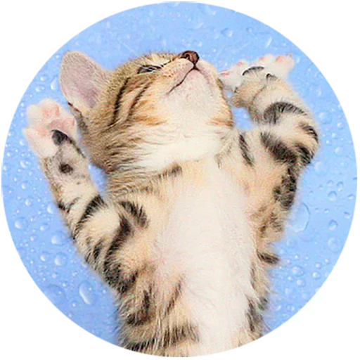 Telegram Sticker «Kittens» 🙌