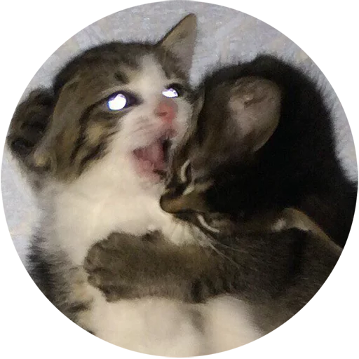 Telegram stiker «Kittens» 😼