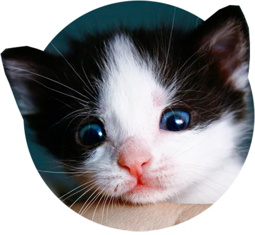 Kittens stiker 😶