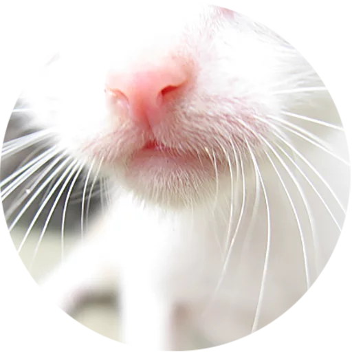 Telegram Sticker «Kittens» 🐽