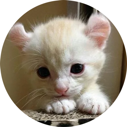 Telegram Sticker «Kittens» 😟