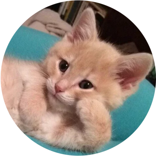 Telegram Sticker «Kittens» 😏