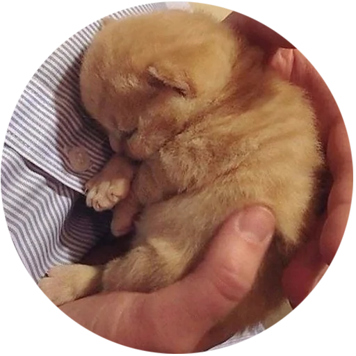 Kittens stiker 😴