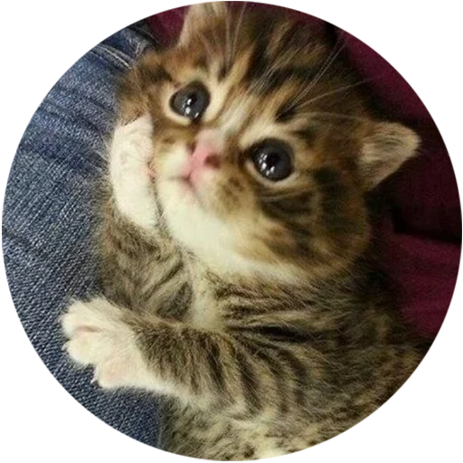 Эмодзи Kittens ☺️