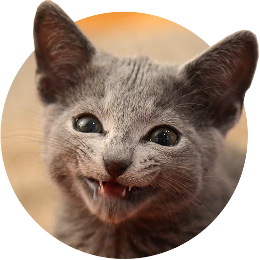 Telegram Sticker «Kittens» 😬