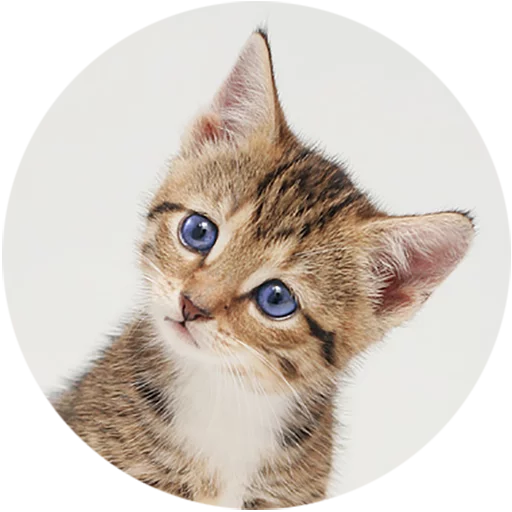 Kittens stiker 😯