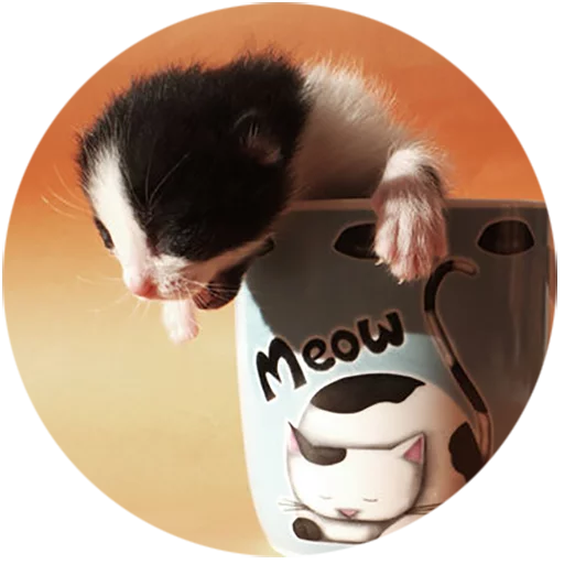 Kittens sticker ☕️
