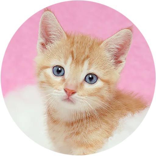 Kittens stiker 😊