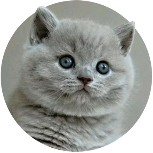 Kittens stiker 😗
