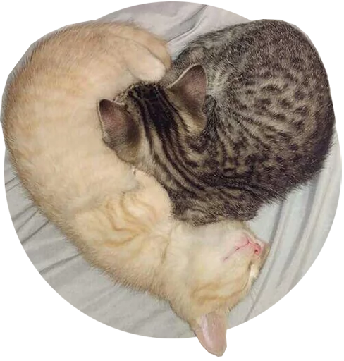 Емодзі Kittens 😘
