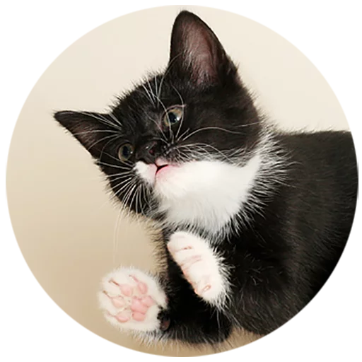 Kittens stiker 🐾
