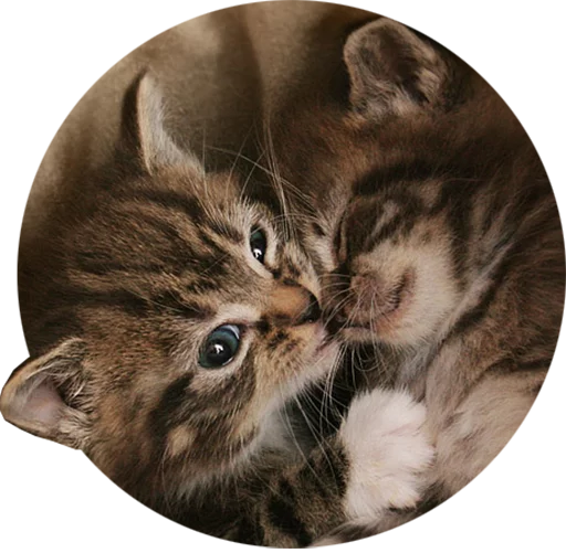 Kittens stiker 😘