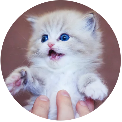 Kittens stiker 😮