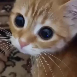 kitten sticks meow emoji 🥺