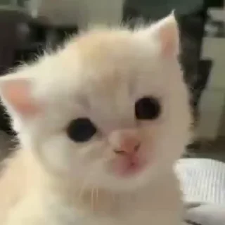 kitten sticks meow sticker 😶