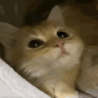 kitten sticks meow emoji 😳