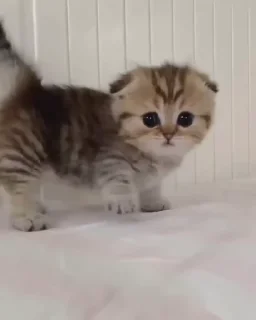kitten sticks meow sticker 🙂