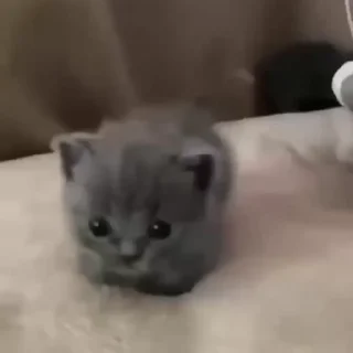 kitten sticks meow emoji 🏃‍♂️