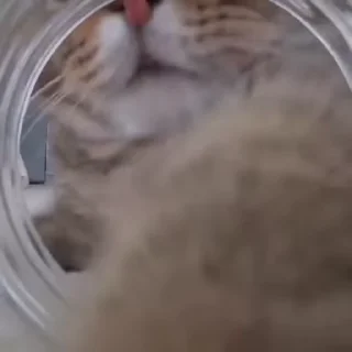 kitten sticks meow sticker 😁