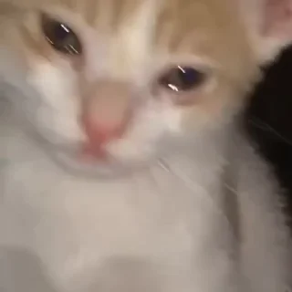kitten sticks meow emoji 😢