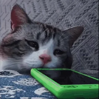 kitten sticks meow emoji 😞