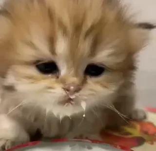 kitten sticks meow sticker 🥛
