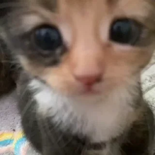 kitten sticks meow emoji 😶