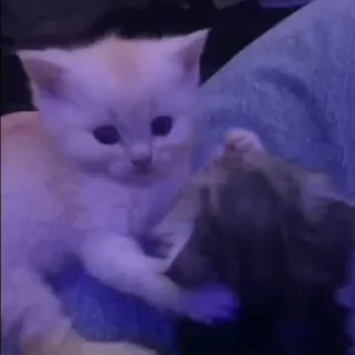 kitten sticks meow sticker 😘