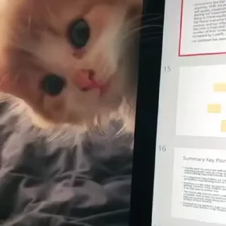 kitten sticks meow emoji 😇