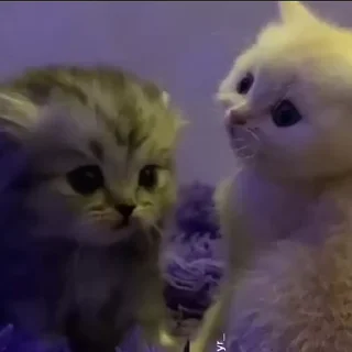kitten sticks meow emoji 😶