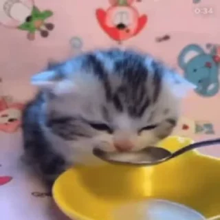 kitten sticks meow sticker 🥛