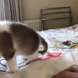 kitten sticks meow sticker 👊