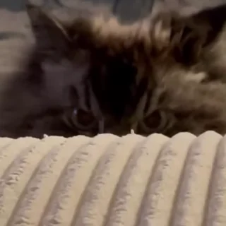 kitten sticks meow sticker 👿