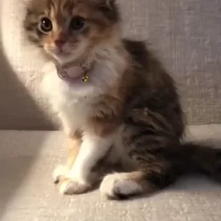 kitten sticks meow sticker 🐈