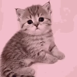 kitten sticks meow emoji 🫤