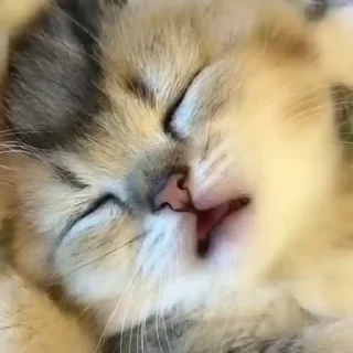 kitten sticks meow emoji 😴