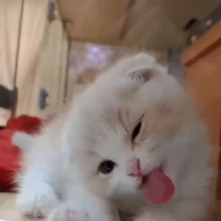 kitten sticks meow sticker 👅