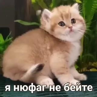 kitten sticks meow emoji 😬