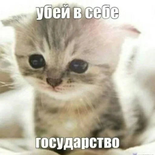 Telegram Sticker «Kitties.exe 2» 👑