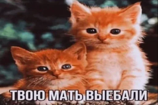 Стикер Telegram «Kitties.exe 2» 🔞