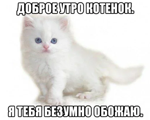 Стікер Telegram «Kitties.exe 2» ☀️