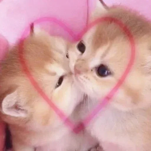 Kitties.exe 2 emoji ❤️