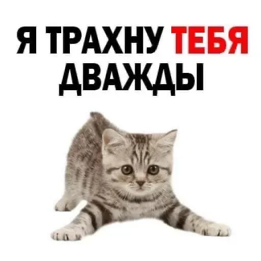 Telegram stickers Kitties.exe