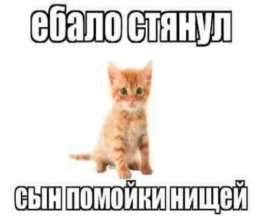 Telegram Sticker «Kitties.exe» 😡