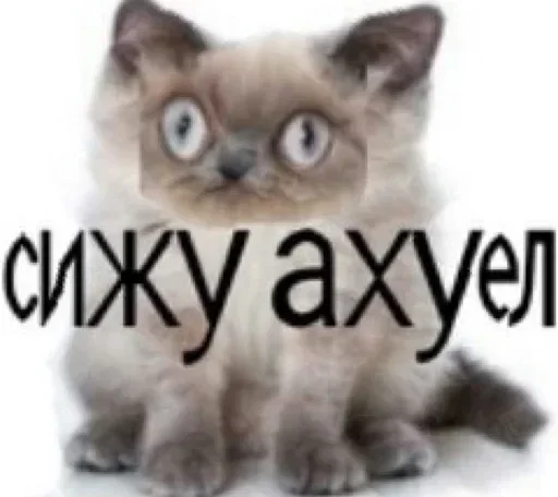 Kitties.exe stiker 😱