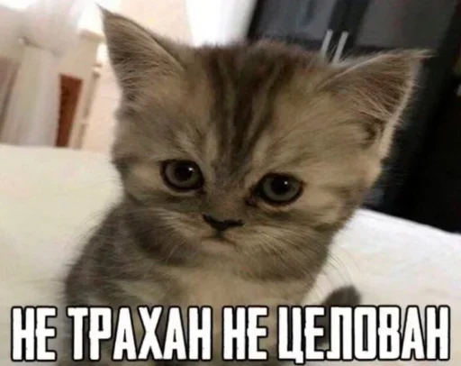 Telegram stiker «Kitties.exe» 🔞
