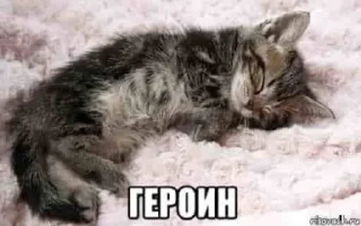 Telegram stiker «Kitties.exe» 🫶