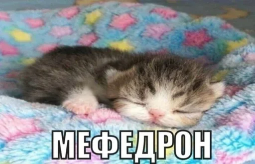 Telegram stiker «Kitties.exe» 😍