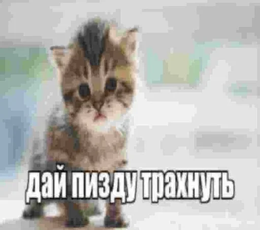 Telegram stiker «Kitties.exe» ❤️